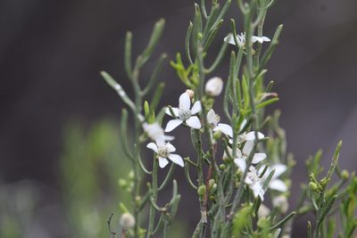 Philotheca brucei, photographed by Hugo Innes