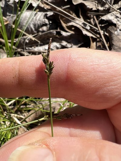Carex albicans, photographed by pamelabarnabee