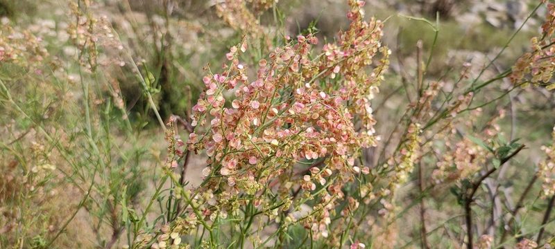 Rumex hastatus, photographed by Subhadra Devi