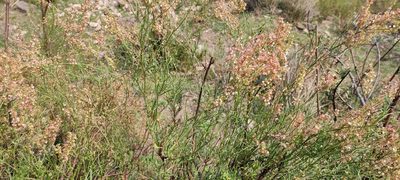 Rumex hastatus, photographed by Subhadra Devi