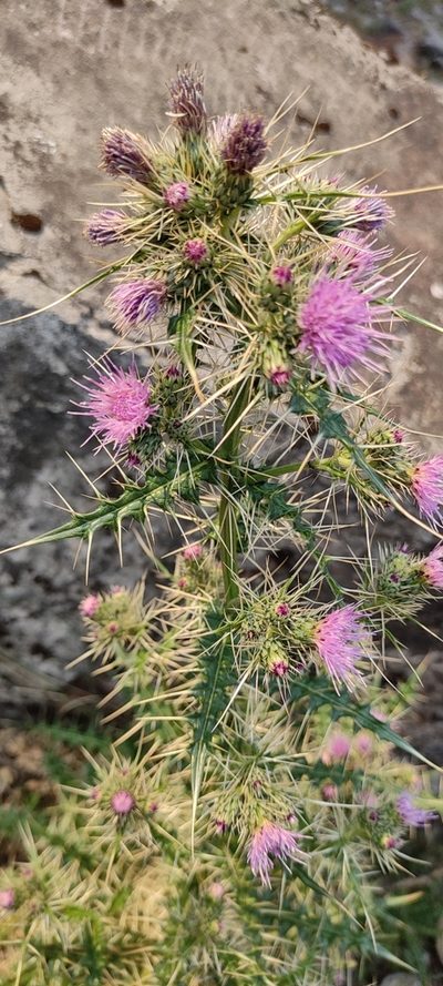 Cirsium verutum, photographed by Subhadra Devi