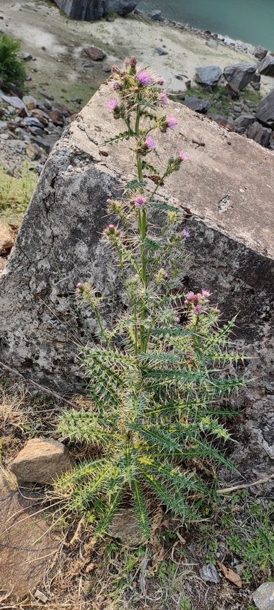 Cirsium verutum, photographed by Subhadra Devi