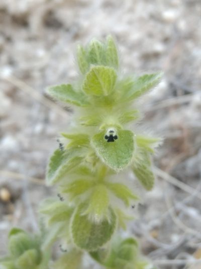 Sideritis lanata, photographed by Ben Costamagna