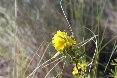 Hibbertia glomerosa, photographed by Hugo Innes