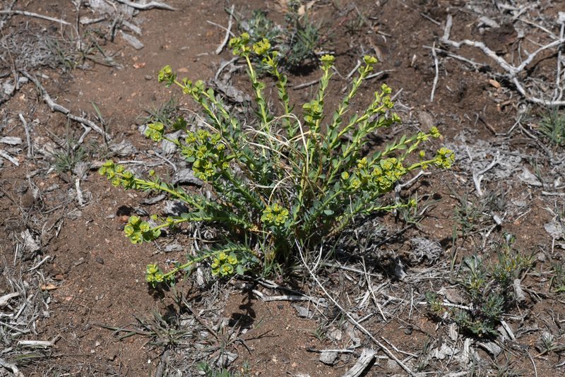 Euphorbia lurida, photographed by Trevor Van Loon
