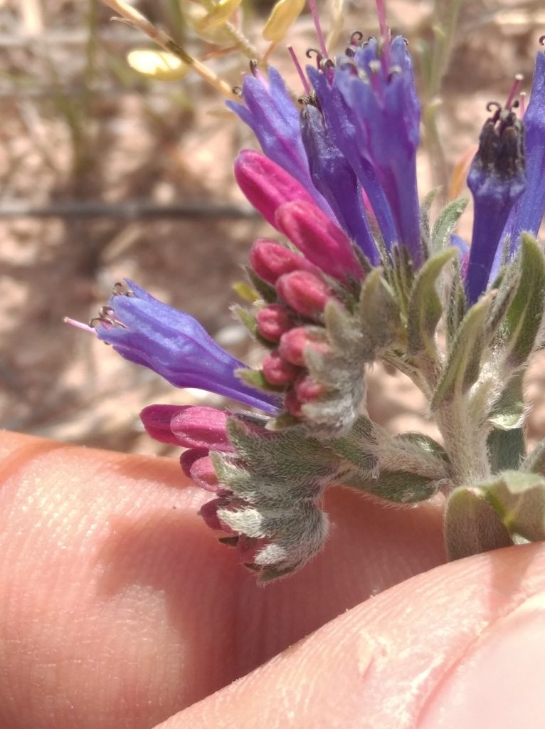 Moltkia coerulea, photographed by Ben Costamagna