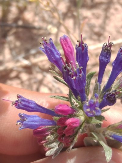 Moltkia coerulea, photographed by Ben Costamagna