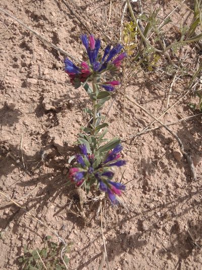 Moltkia coerulea, photographed by Ben Costamagna