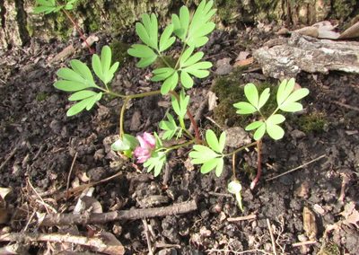 Corydalis intermedia, photographed by Татьяна Горбушина