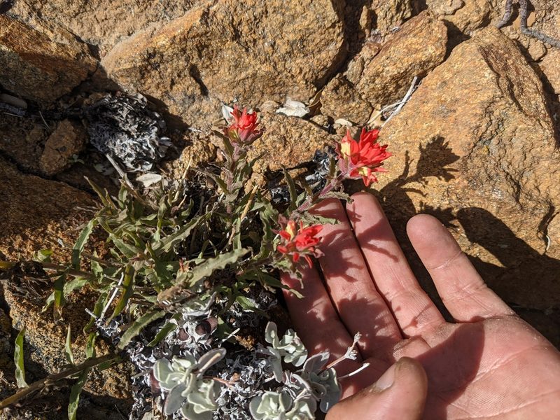 Castilleja martini, photographed by Trevor Van Loon