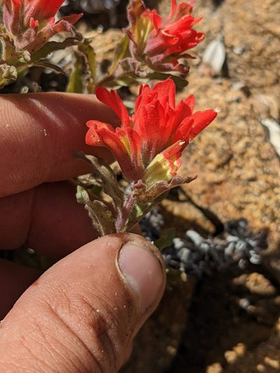 Castilleja martini, photographed by Trevor Van Loon