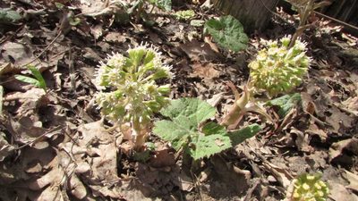 Petasites spurius, photographed by Татьяна Горбушина