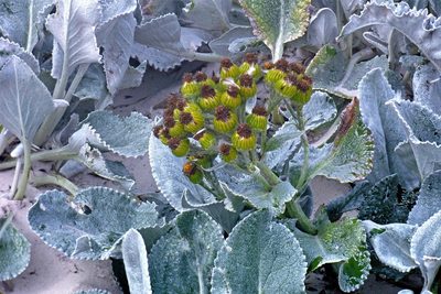 Senecio candidans, photographed by Hugo Hulsberg