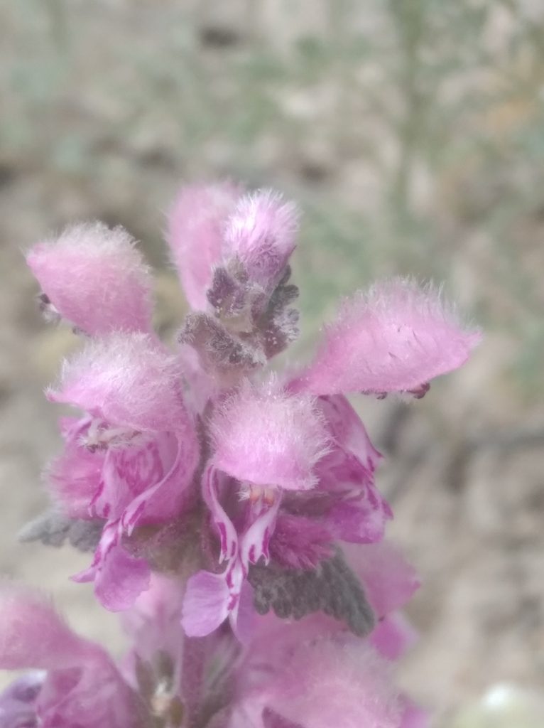 Lamium orientale, photographed by Ben Costamagna