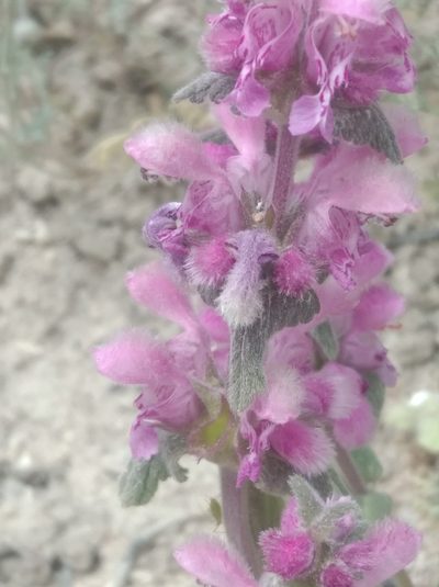 Lamium orientale, photographed by Ben Costamagna