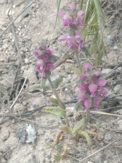 Lamium orientale, photographed by Ben Costamagna