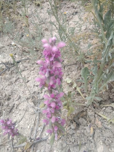 Lamium orientale, photographed by Ben Costamagna