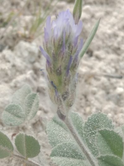 Trigonella coerulescens, photographed by Ben Costamagna