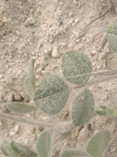Trigonella coerulescens, photographed by Ben Costamagna