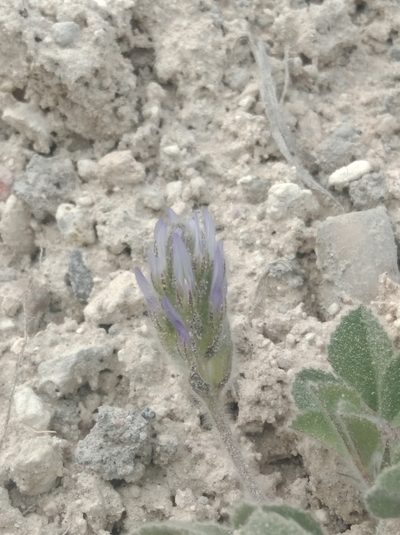 Trigonella coerulescens, photographed by Ben Costamagna