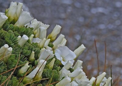 Oxalis enneaphylla, photographed by Hugo Hulsberg