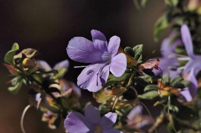 Barleria crassa, photographed by i_c_riddell