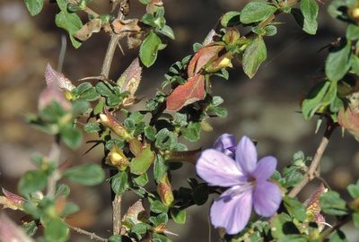 Barleria crassa, photographed by i_c_riddell