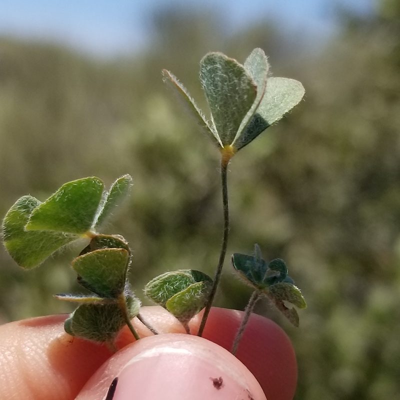 Marsilea vestita, photographed by James C. Davis