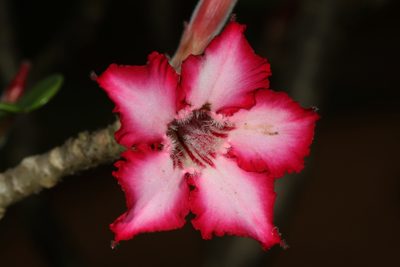 Adenium multiflorum, photographed by Judy Gallagher