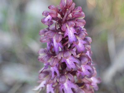 Himantoglossum robertianum, photographed by Valentin Moser