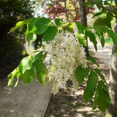 Fraxinus ornus, photographed by bogsuckers