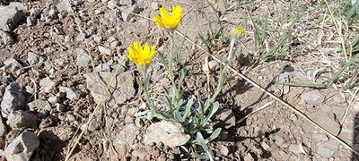 Baileya multiradiata, photographed by Tom Kennedy