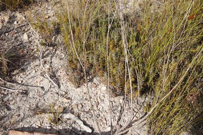 Oedera pungens, photographed by Tony Rebelo