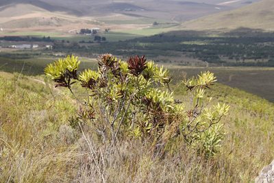 Protea neriifolia, photographed by Tony Rebelo