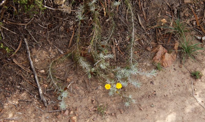 Leysera gnaphalodes, photographed by Tony Rebelo
