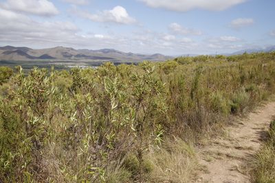 Searsia angustifolia, photographed by Tony Rebelo