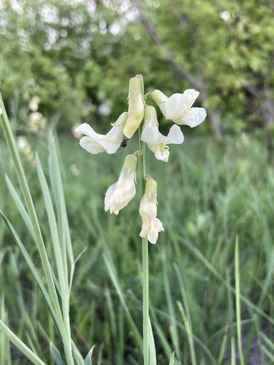 Lathyrus pannonicus, photographed by Stanislav Murashkin