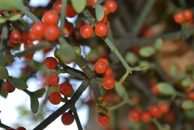 Viscum rotundifolium, photographed by Ricus Nel