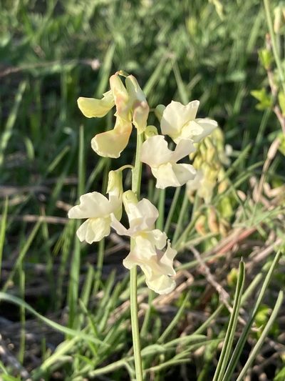 Lathyrus pannonicus, photographed by Stanislav Murashkin