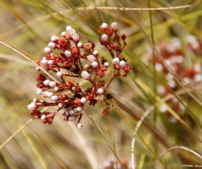 Crassula tetragona, photographed by Tony Rebelo