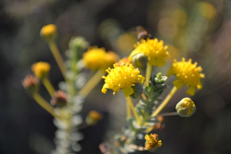 Euryops empetrifolius, photographed by Ricus Nel