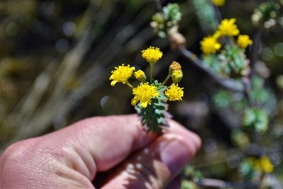 Euryops empetrifolius, photographed by Ricus Nel