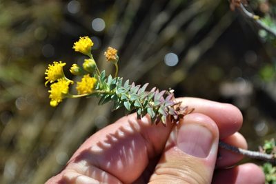 Euryops empetrifolius, photographed by Ricus Nel
