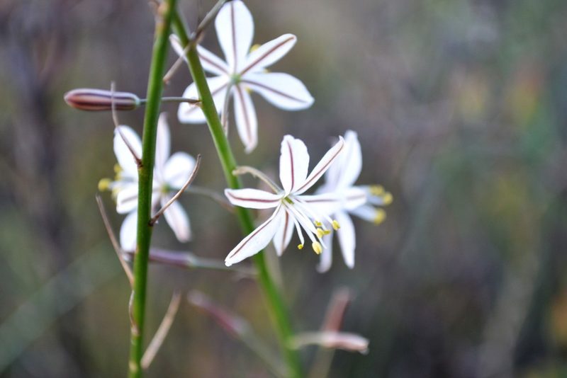 Trachyandra saltii, photographed by Ricus Nel