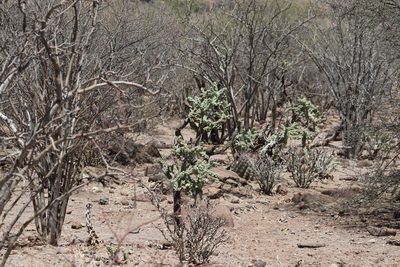 Cylindropuntia cholla, photographed by Juan Cruzado Cortés