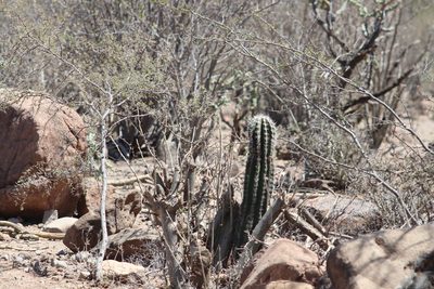 Pachycereus pringlei, photographed by Juan Cruzado Cortés