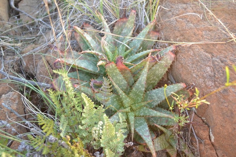 Aloe grandidentata, photographed by Ricus Nel