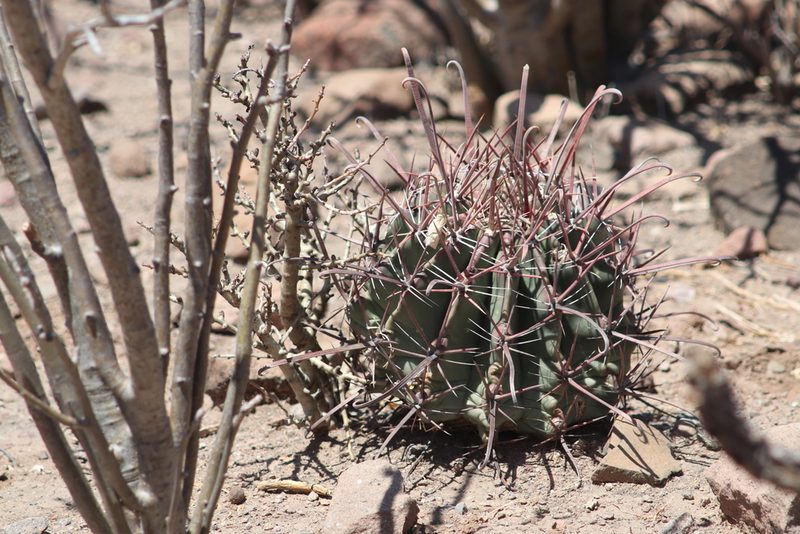 Ferocactus peninsulae, photographed by Juan Cruzado Cortés