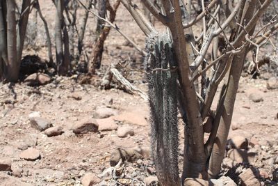 Pachycereus pringlei, photographed by Juan Cruzado Cortés