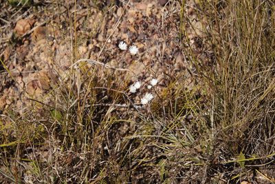 Lampranthus falcatus, photographed by Tony Rebelo
